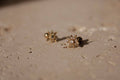 ivy star studs